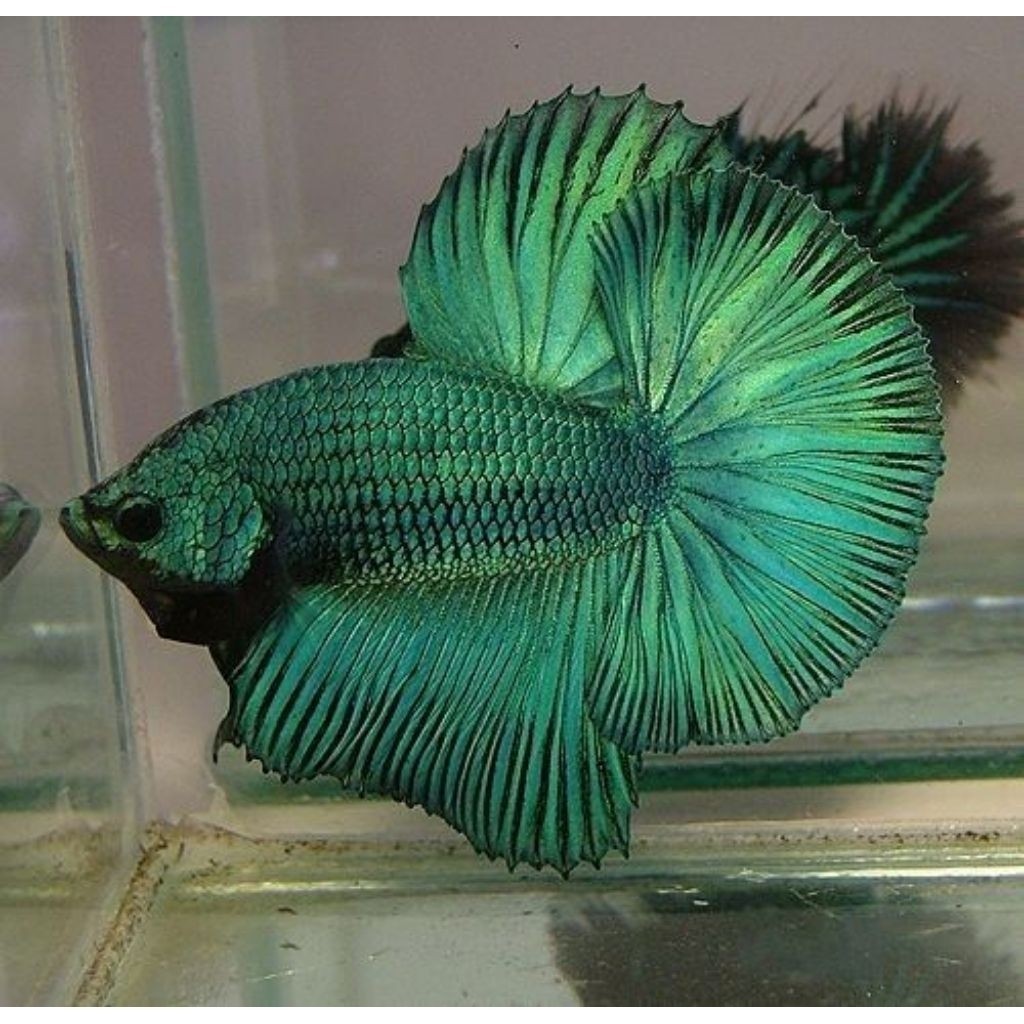 Halfmoon Male Rosetail Green Armagedon Solid HIASAN AKUARIUM