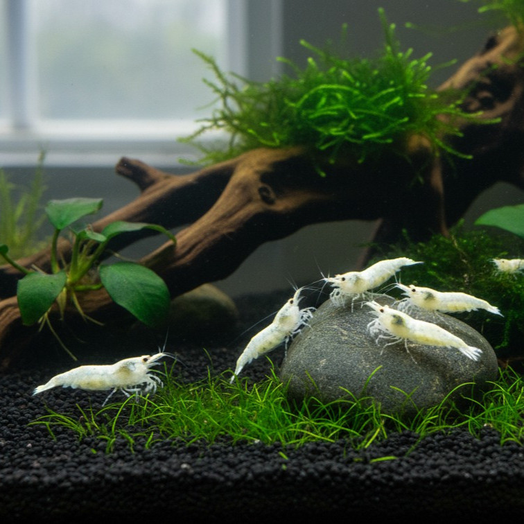 Paket Hemat 10 Ekor: Udang Hias Snowball Shrimp (Putih) - Starter Colony Aquascape - Garansi Hidup