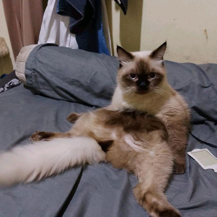 kucing Himalaya seal point usia 1.5 tahun