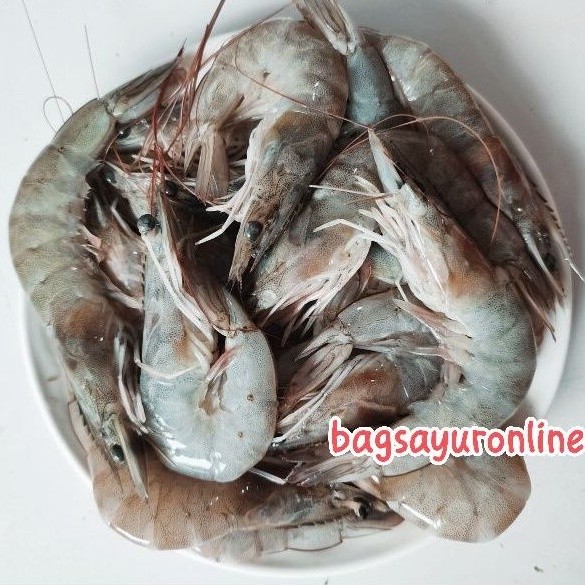 Udang Vaname Segar 500gr Udang Hidup Besar