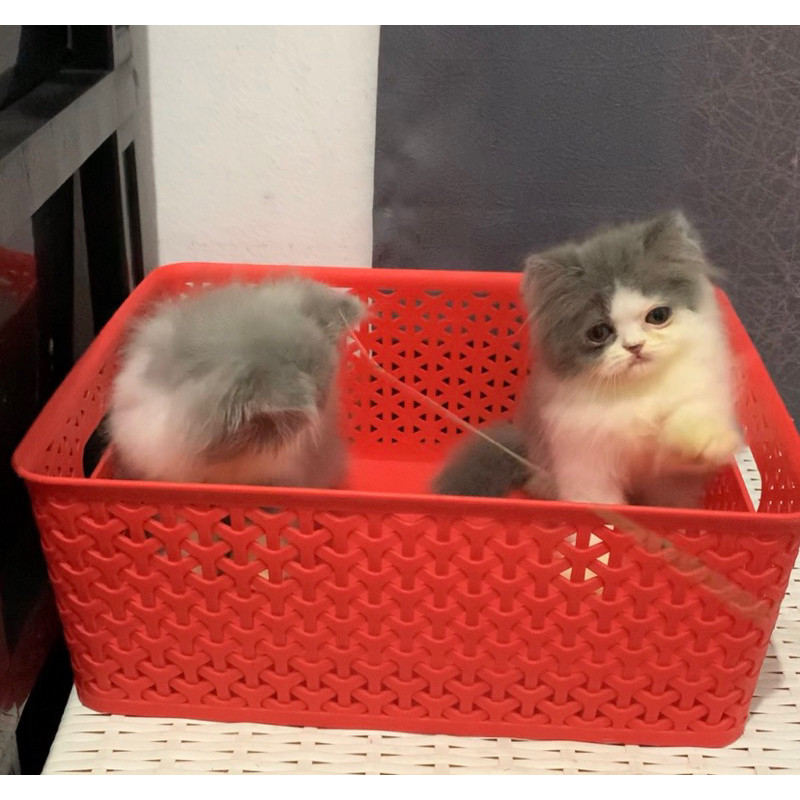 persia peaknose kitten