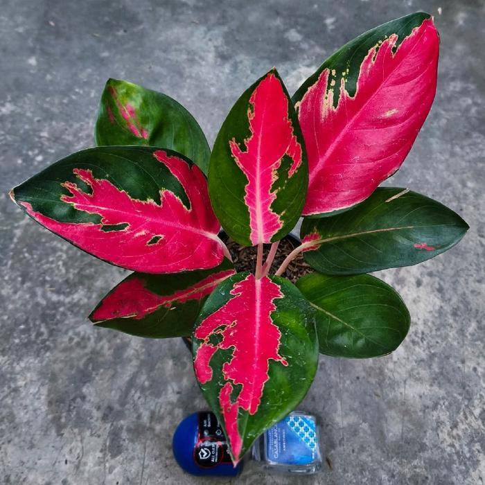 Tanaman hias aglonema kochin hello Kitty size remaja