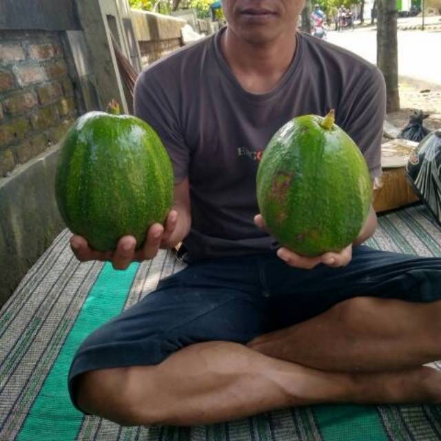 bibit tanaman  buah alpukat markus super Siap Tanam Tabulampot Unggul