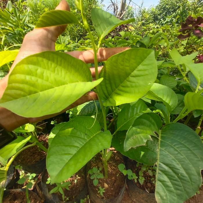 bibit tanaman markisa jumbo erbis