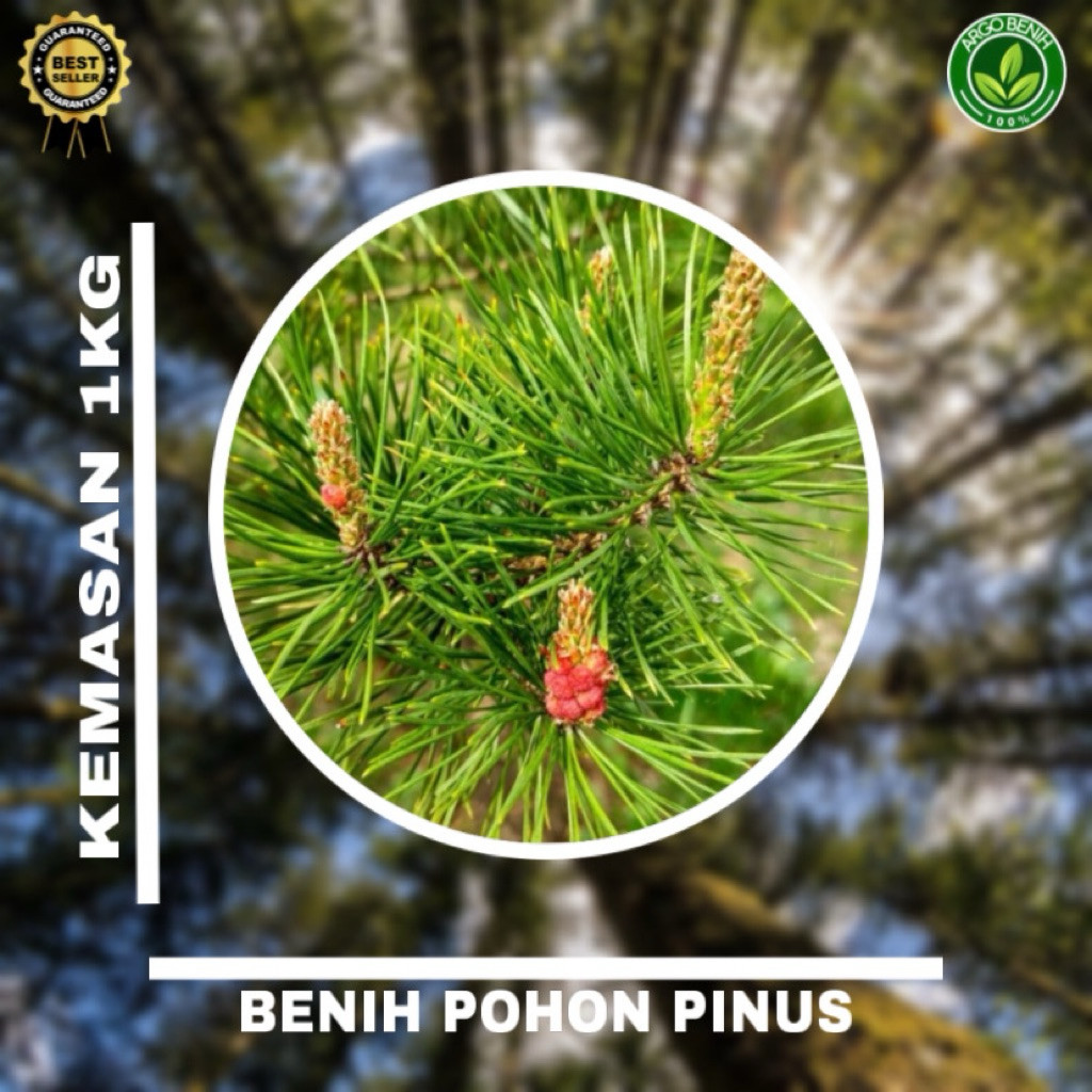 Benih Biji Pohon Pinus Merkusii 1kg siap semai Biji Tanaman Pinus Merkusii - BONUS 100 GRAM
