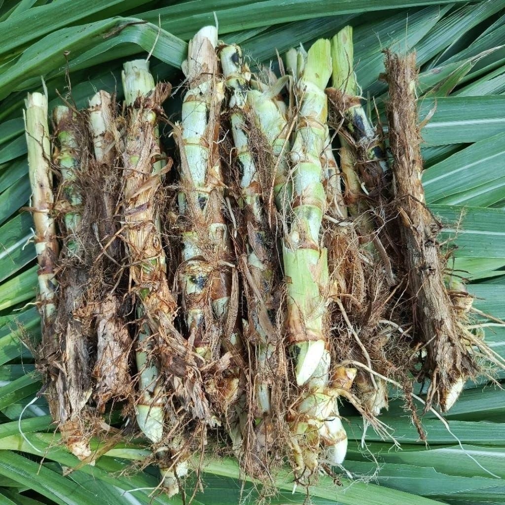 BIBIT RUMPUT ODOT 15 BATANG TERMURAH/ BIBIT RUMPUT ODOT MURAH/ BENIH RUMPUT ODOT 15 BIBIT PAKAN TERN