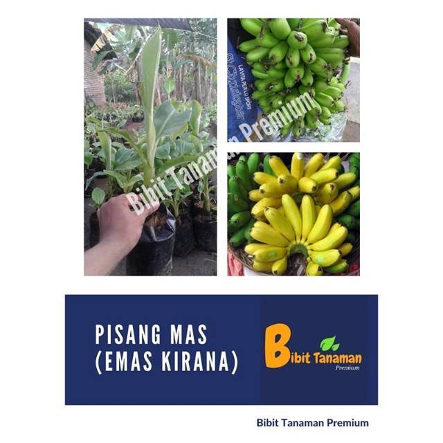 BIBIT PISANG MAS KIRANA/EMAS KIRANA (BIBIT TANAMAN PREMIUM)