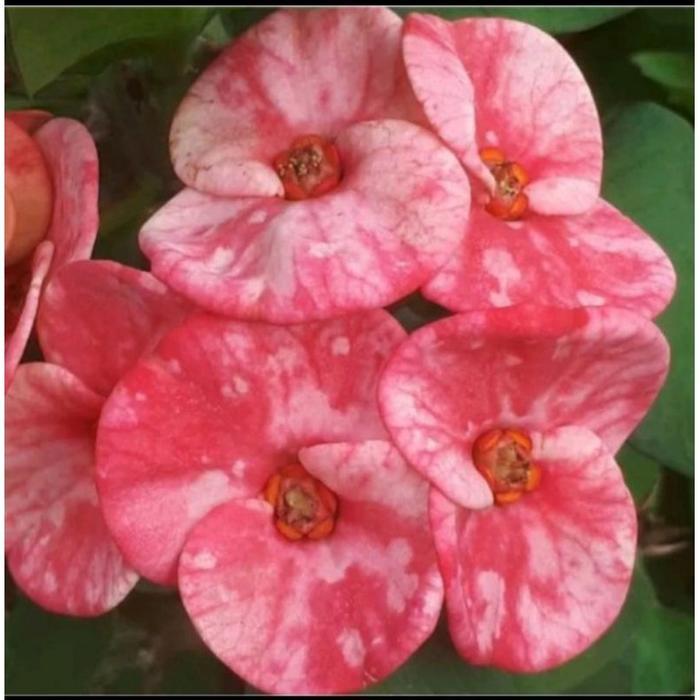 TANAMAN HIAS EUPHORBIA KRISTINA MILLI//EUPHORBIA REMAJA - BUNGA HIAS EPORBIA - BUNGA HIAS HIDUP