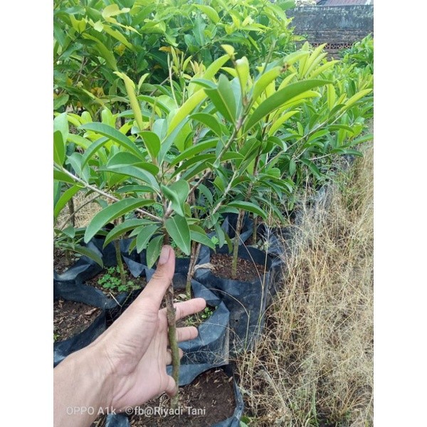 Bibit Sawo Jumbo Okulasi