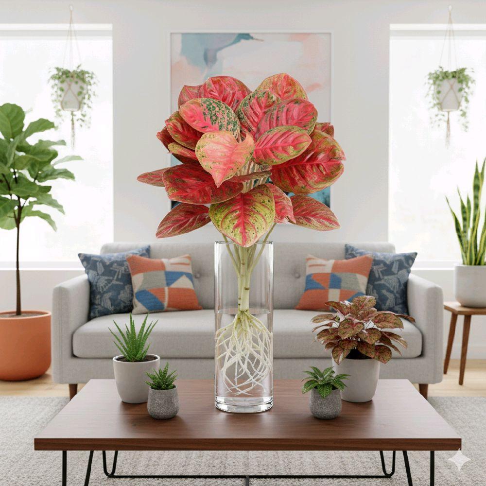 Bonggol Bibit Aglonema Wulandari