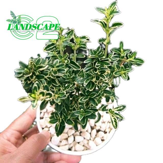 Tanaman Hias Mirten Varigata - Bibit Bonsai Mirten - Mirten Varigata