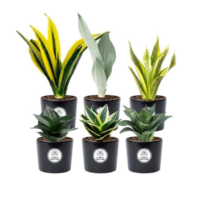 saleFlorist Katusba Paket 6 Tanaman sensivera Tanaman indoor / Tanaman Hidupterlaris