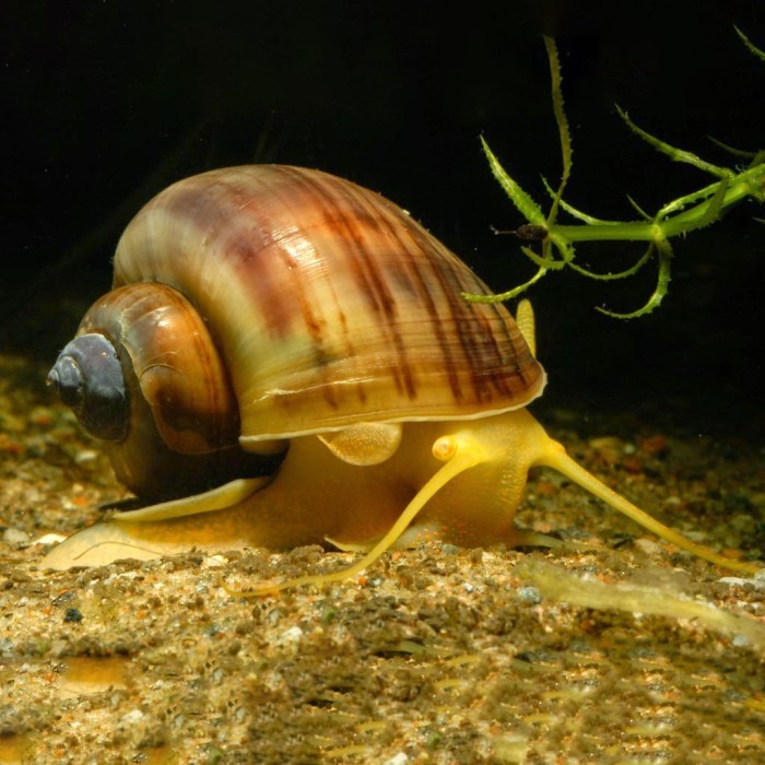 Keong Mas / Keong Emas / Keong Aquascape