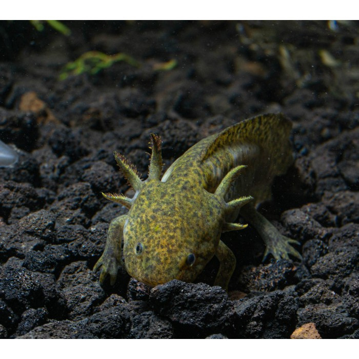 Axolotl Tiger / Marble Dogfish Salamander Walking Fish