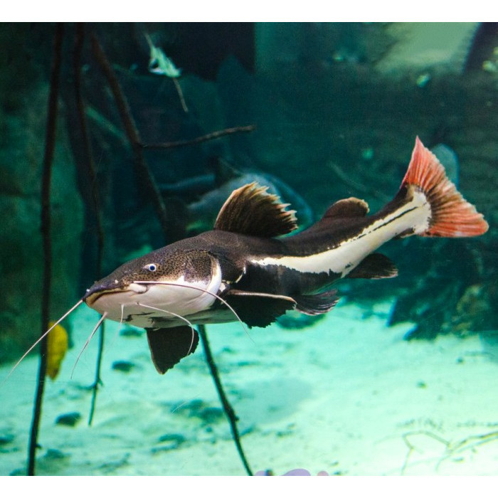 Red Tail Cat Fish / Lele RTC / Lele Hias