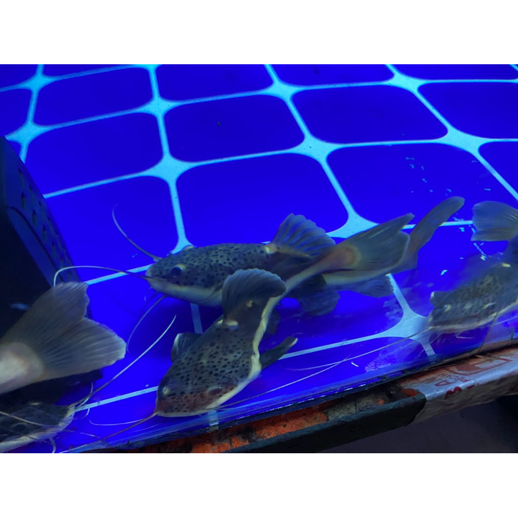 Hiasaan aquarium Lele Doraemon/ RTC ukuran 10-12cm.