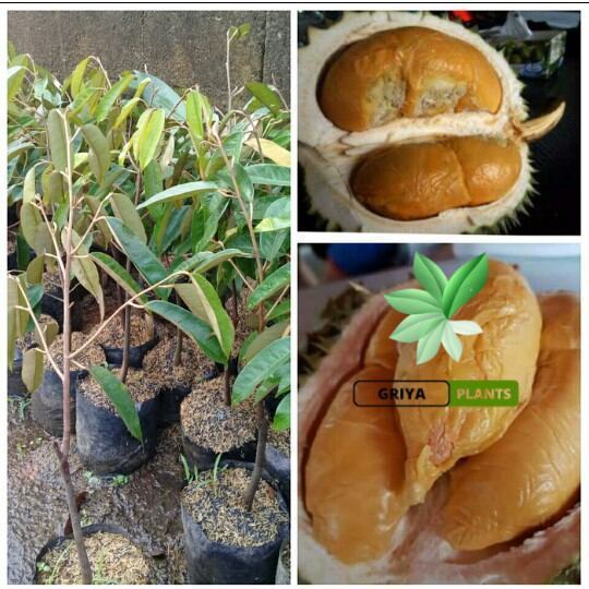 Bibit Durian Duri Hitam okulasi