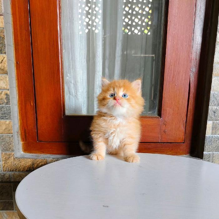 kucing Persia muchkin oren lucu