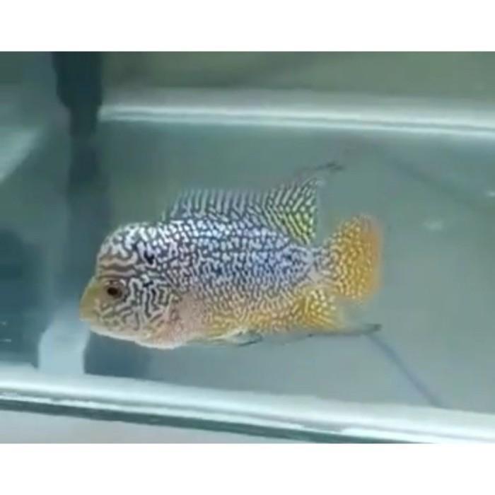 ikan louhan lohan kamfa F2 GEN ORI burayakan 3-5 cm ikan hias air tawar