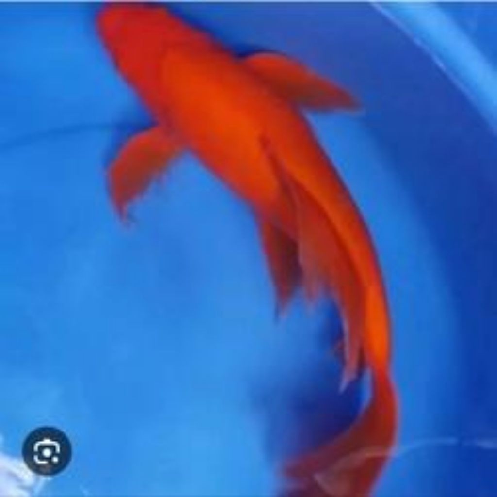 Hiasan ikn Ikan Koi Benigoi Kumpay Slayer Ukuran 15 Cm