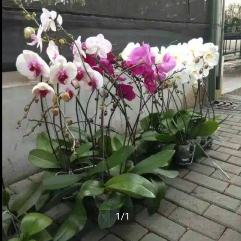 anggrek bulan jumbo isi 2 - Ungu & putih