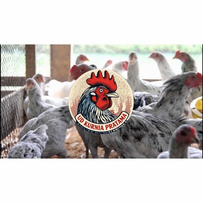 Telur ayam fertil asli sensi petelur handal siap ditetaskan - ayam sensi UD KURNIA PRATAMA