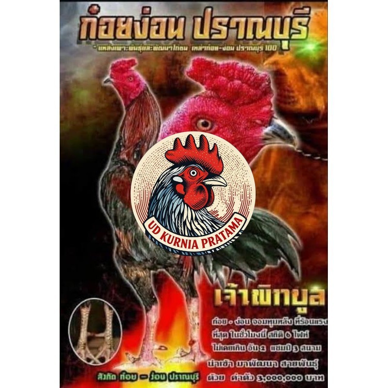 Telur fertil ayam pakhoy trah pitt bull / COD UD KURNIA PRATAMA