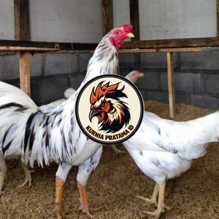 Telur ayam fertil sensi petelur handal siap ditetaskan - ayam sensi KURNIA PRATAMA ID