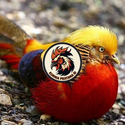 telur ayam golden pheasant hias siap ditetaskan - golden pheasant KURNIA PRATAMA ID