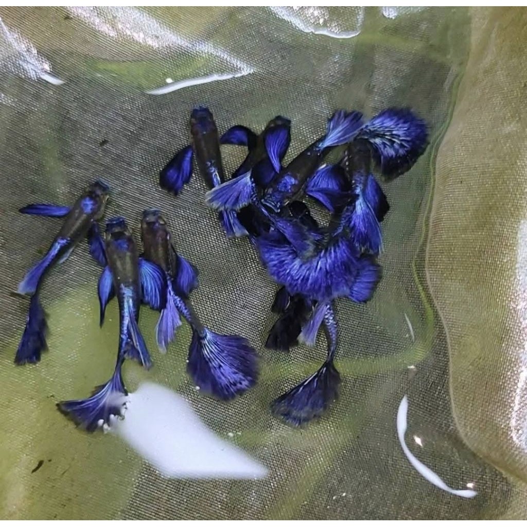 GUPPY PURPLE DRAGON DUMBO EAR HIASAN AQUARIUM