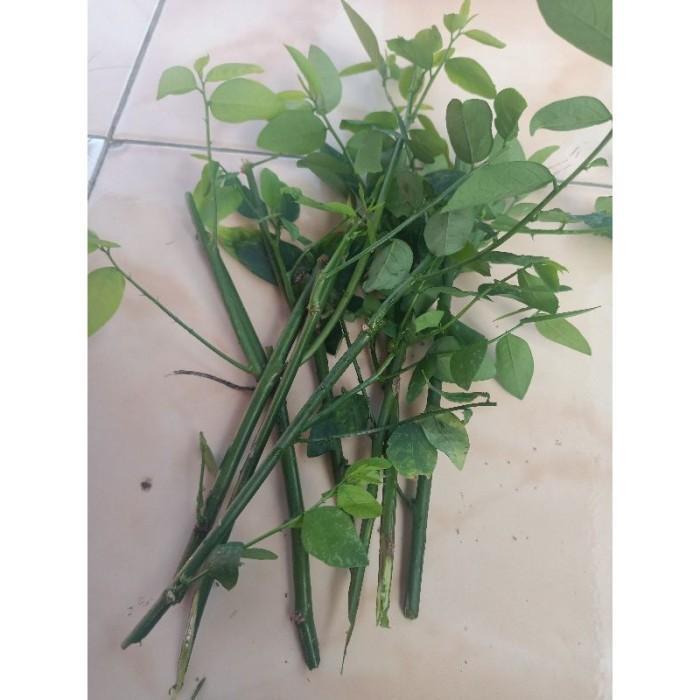 Bibit Stek Batang Daun Katuk/ Bibit Daun Katuk / Tanaman Daun Katuk