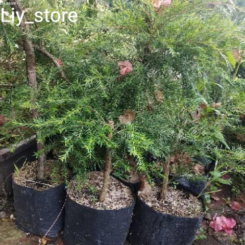Bibit Tanaman Ujung Atap / Jungrahap bahan Bonsai dan obat herbal
