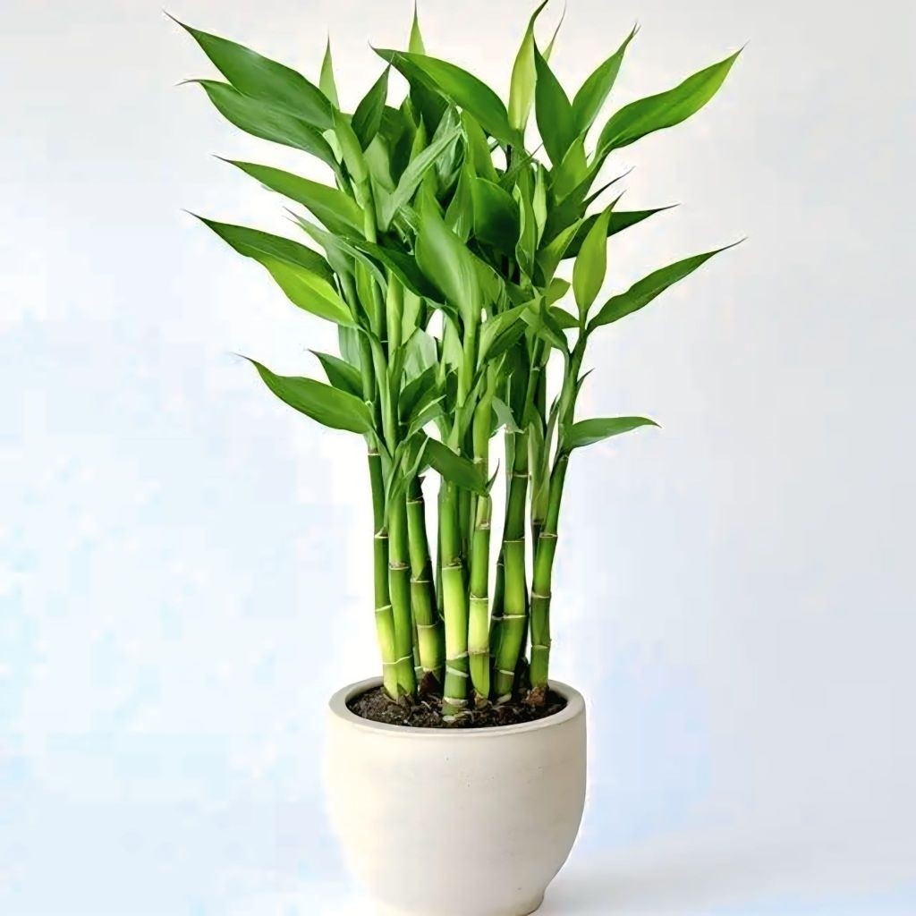 Tanaman Hias Bambu Hoki Sri Rejeki Hijau - Sri Rejeki Varigata - Sri Rejeki Golden Per 5 Batang Tana