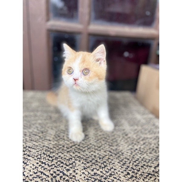 KUCING KITTEN BSH RED WHITE || BRITISH SHORT HAIR CHUBBY