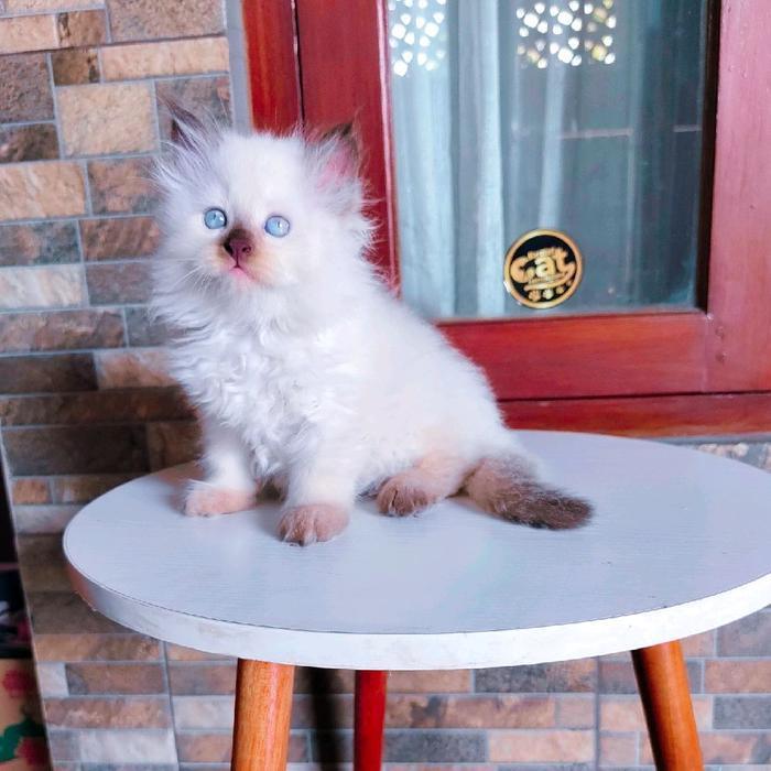 kucing Persia Himalaya muchkin longhair
