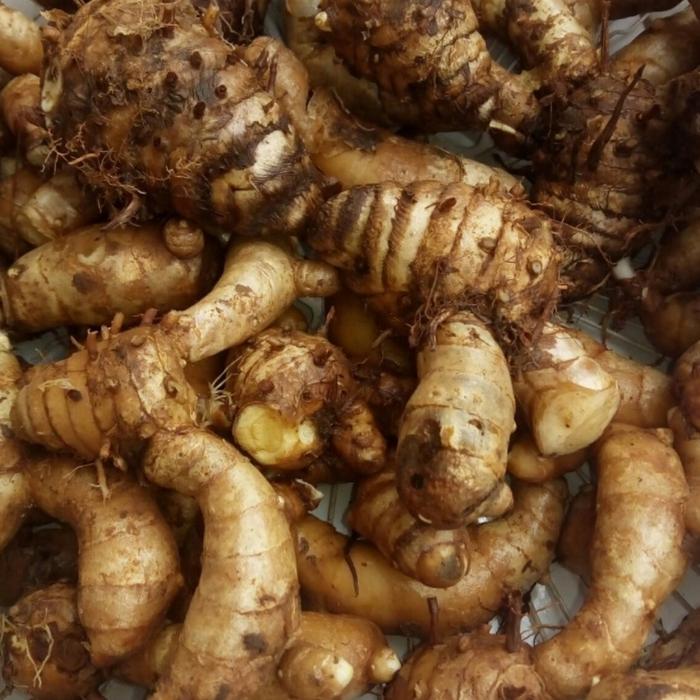 temu putih obat alami kanker obat herbal