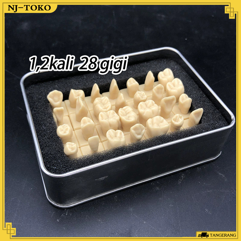 28 Gigi Dental Restoration Model Kualitas Tinggi Model Restorasi Tahan Lama Model Latihan Menambal G