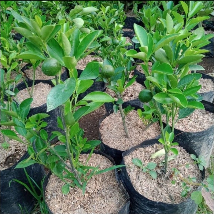 Bibit Jeruk Kasturi Asli Aroma Harum Manis Asam grosir bibit okulasi