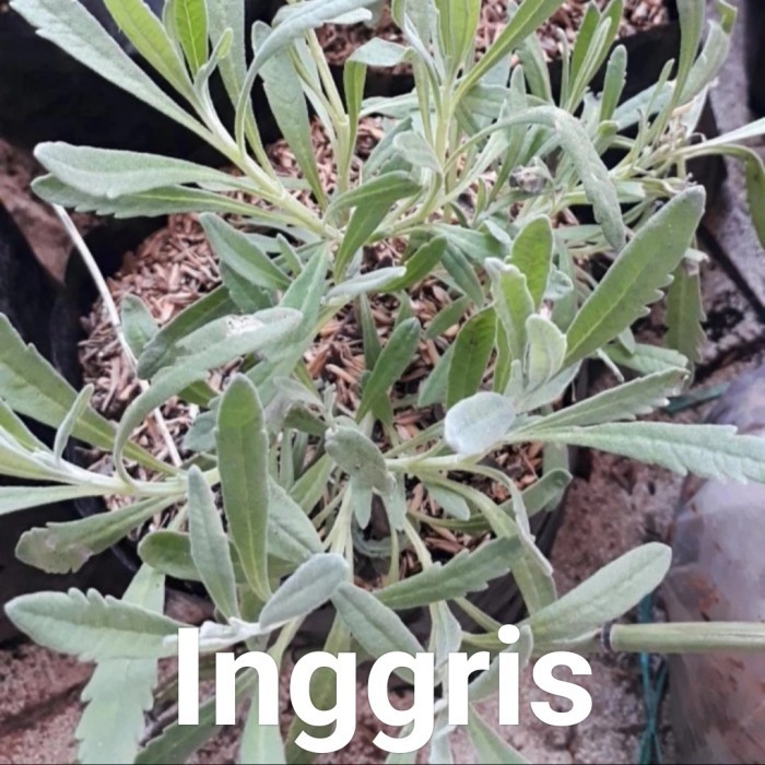 tanaman lavender asli, lavender wangi, lavender pengusir nyamuk,import