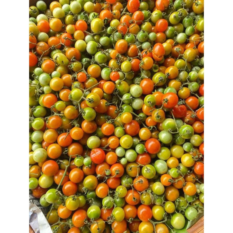 TERLARIS Rampai Lampung Pack Kemasan 250gr - Rampai/Tomat Kecil/Tomat Cherry Segar Sumatera