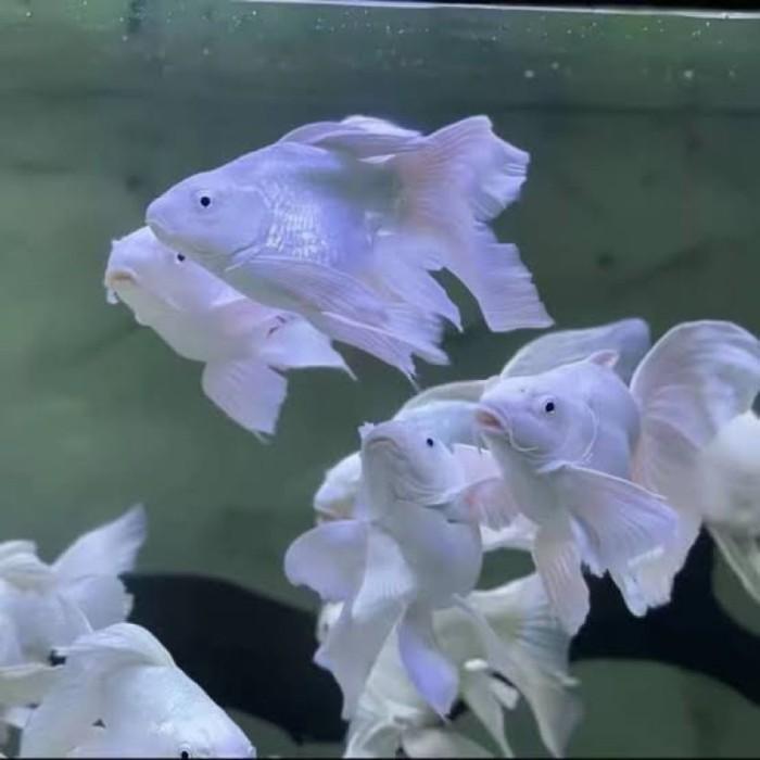 Ikan Koi SB Butterfly Hudielong Platinum bulet Grade A Impor - 7-9 CM