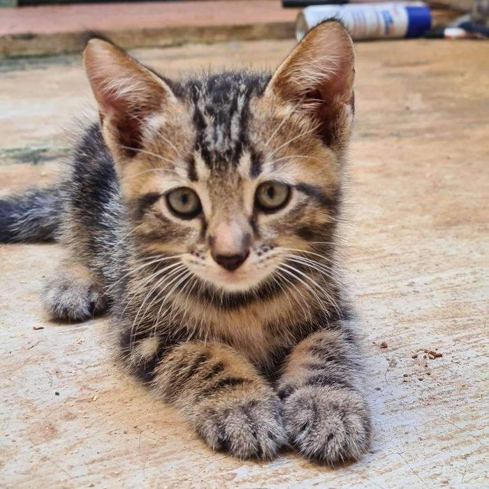 Kucing Kitten American Short Hair Not British Pure Ori