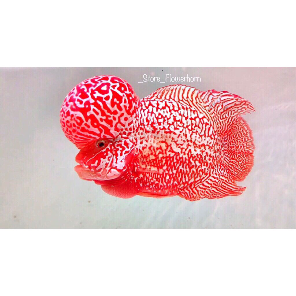 Burayak Louhan GB/Golden sz kecil 3-4 cm Base VIP Thailand