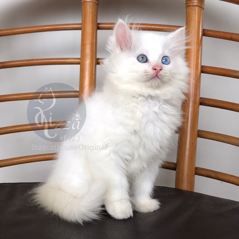 makanan kucing Mainecoon super longhair ODD EYES istimewa