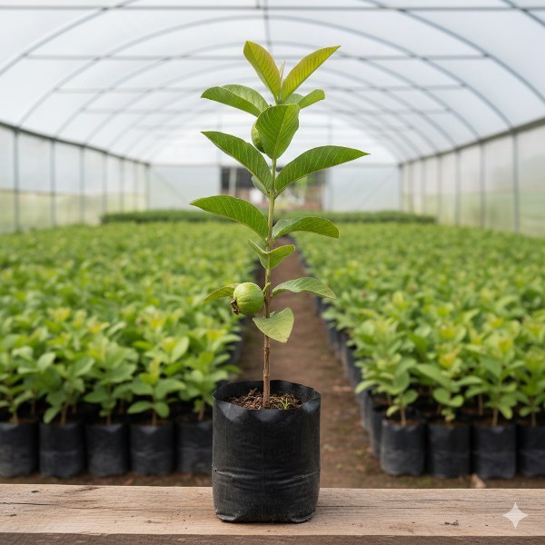 Bibit Jambu Kristal (Psidium guajava) Unggul - Buah Manis Renyah, Daging Tebal & Tanpa Biji -  Bibit