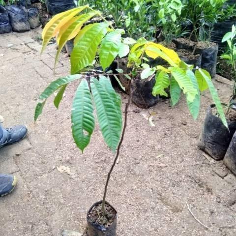 Bibit Tanaman Buah Matoa-Bibit Matoa Cangkok/Sambung