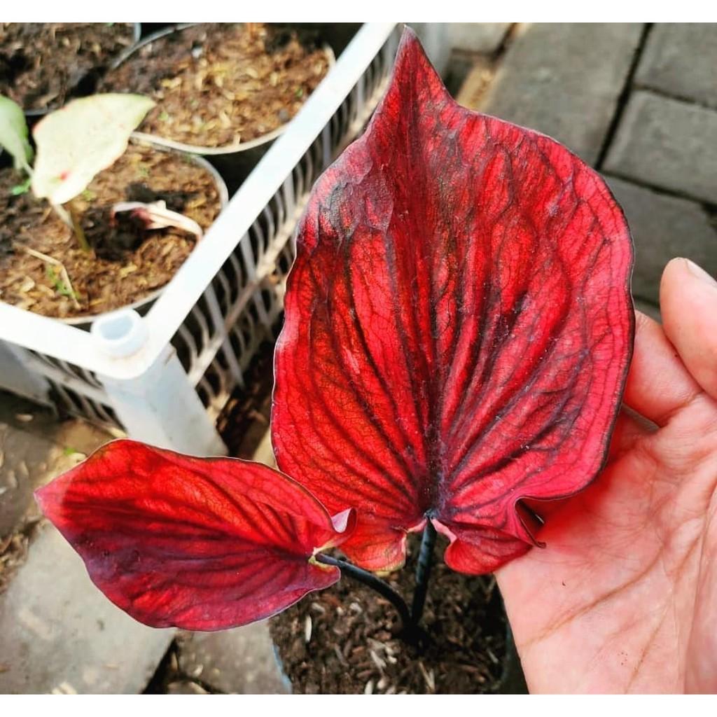 Umbi Caladium Nagoya - keladi hias hybrid import