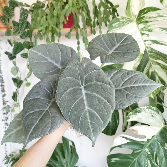 bunga Alocasia Maharani / keladi maharani / Alovasia maharani melow