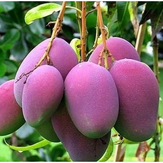 Bibit pohon buah Mangga grade A Siap Berbuah Dalam Pot bibit buah buahan OKULASI bibit buah langka