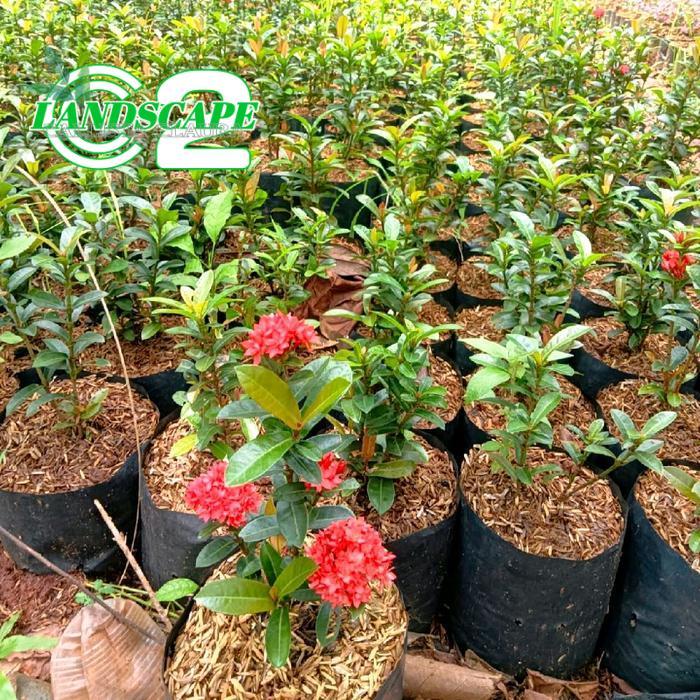 Hiasan Taman Pohon Asoka Bunga Merah - Tanaman Tahan Panas Asoka Bunga Merah